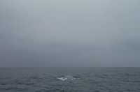 46-close-rear-view-of-whale.jpg 