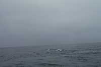  47-whale-surfaces.jpg 