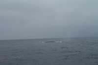  48-blurry-whale-spout.jpg 