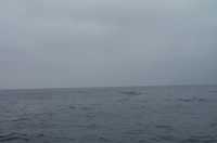  49-whale-sinks.jpg 