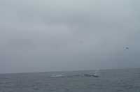  52-whale-mania.jpg 