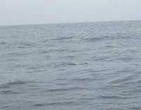  53-possibly-a-sea-otter.jpg 