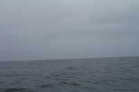  54-whale-leaving.jpg 