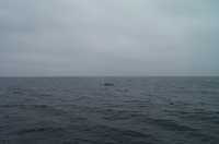  55-find-the-whale.jpg 