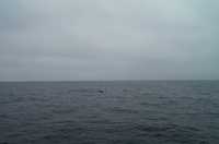  56-whale-tail.jpg 