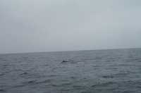  57-whale-back.jpg 