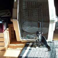  27-kitten-in-cage.jpg 