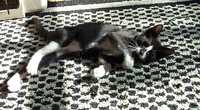  28-kitten-on-rug.jpg 