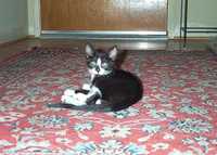  30-you-found-kitten.jpg 