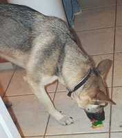  12-scavenger.jpg 
