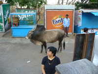  32-Sumana-and-water-buffalo.jpg 