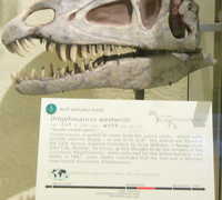  10-Dilphosaurus.jpg 